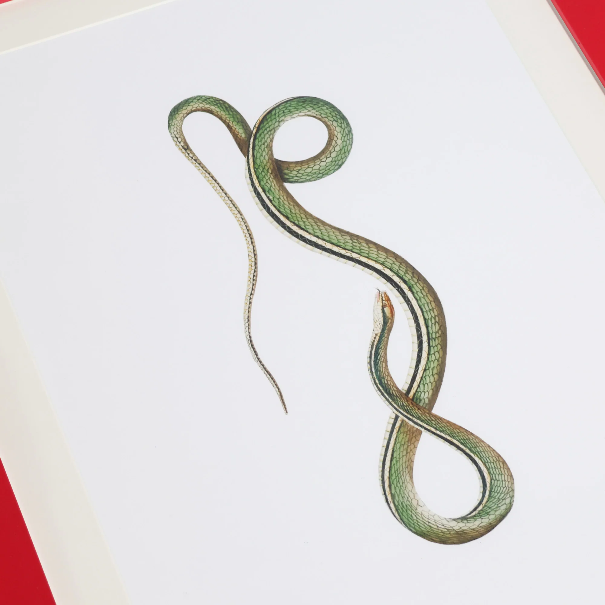 Bite Back Series - Olive - Image 2