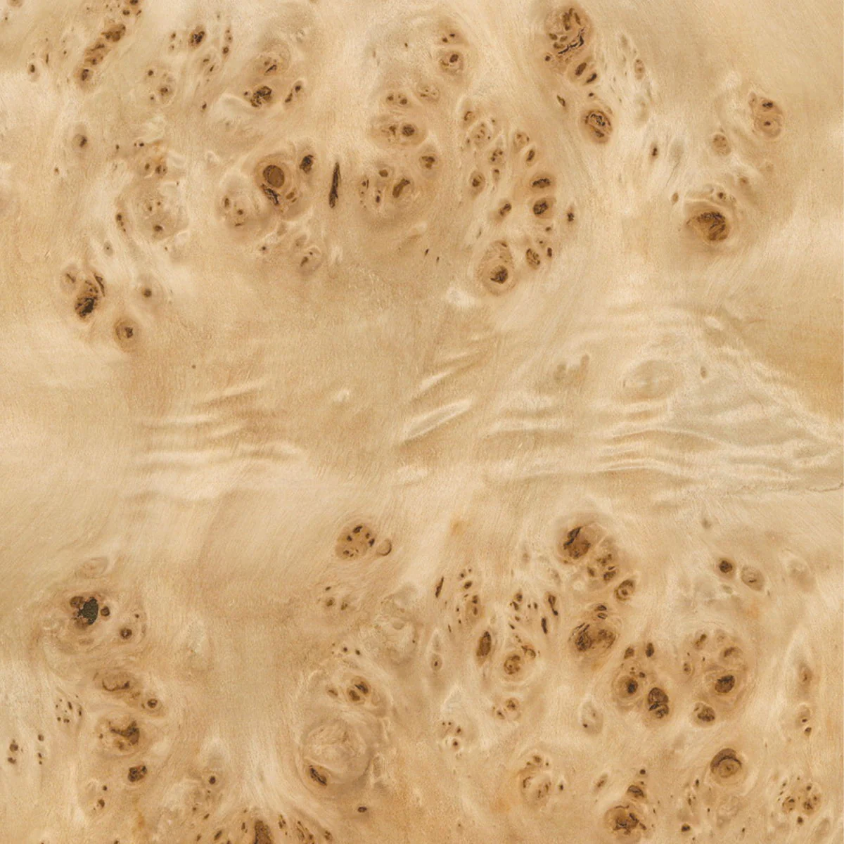 Burl Sample
