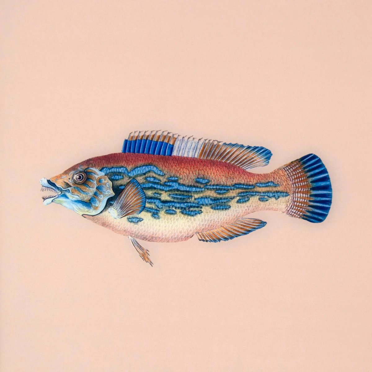 Framed Fish Print in Sand - Image 2