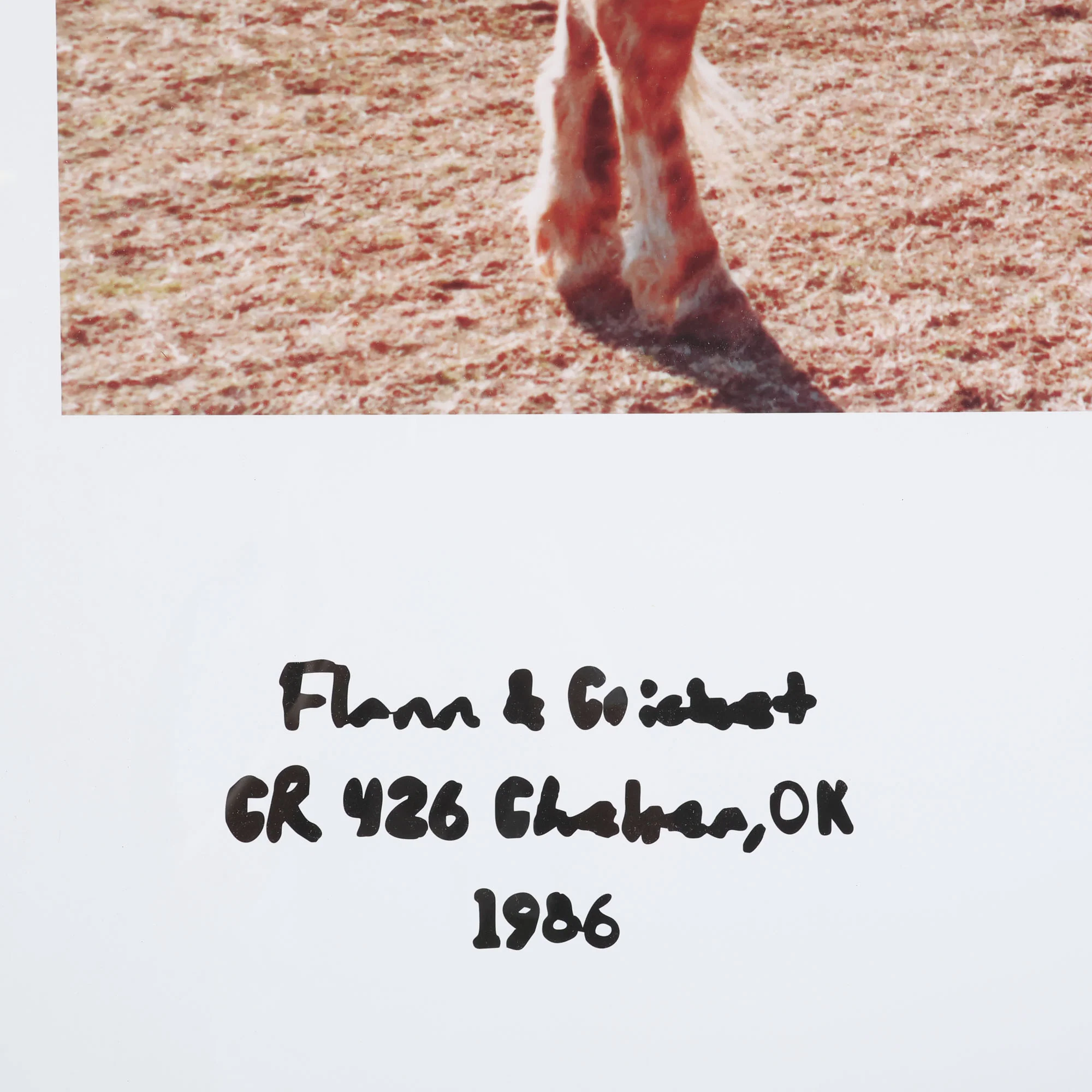 Flannigan & Foal Polaroid - Image 2