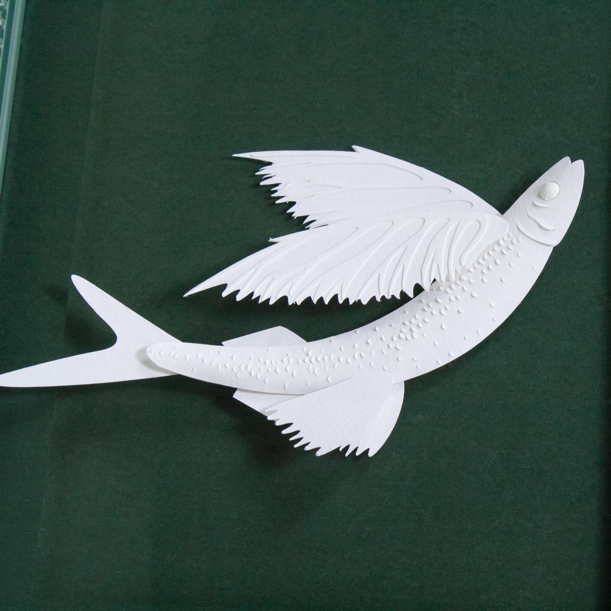 Sankaty Flying Fish - Image 5
